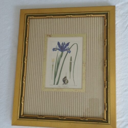 Rare antique vintage book plate botanic Iris xiphium gold frame blue
