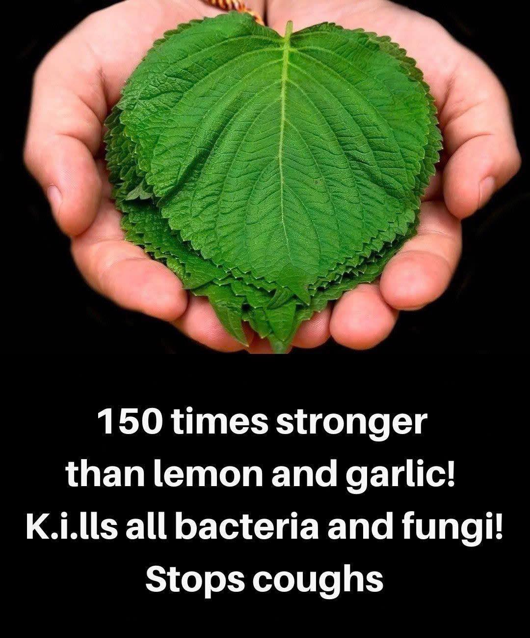 150 times stronger than lemon and garlic! Kills all bacteria and fungi! Stops coughs