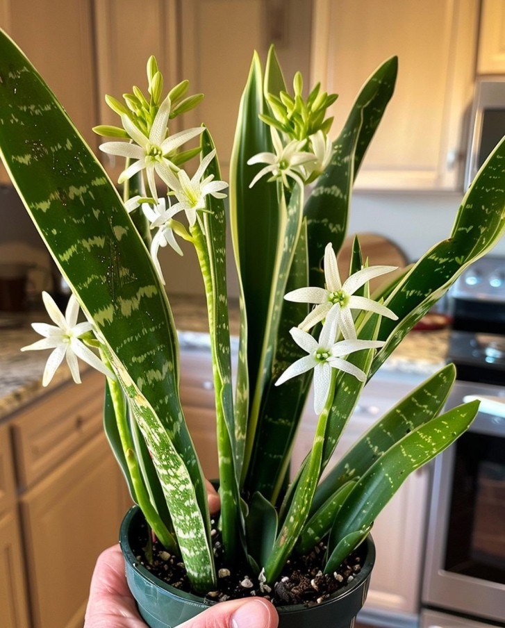 How to make mother-in-law’s tongue bloom to perfume the whole house