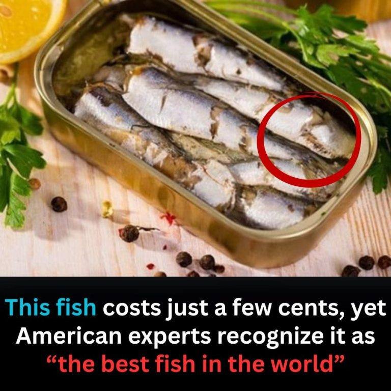 Cheap, common, and often ignored — this fish is ranked by U.S. experts as the healthiest in the world