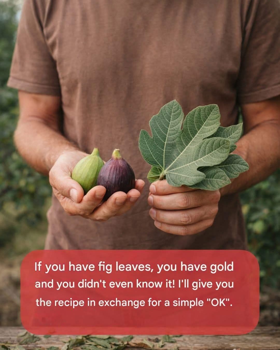 If You Have Fig Leaves, You Have Gold (And Didn’t Even Know It)